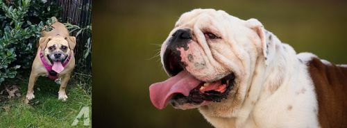 Beabull vs English Bulldog - Breed Comparison