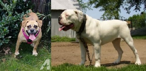 Beabull vs Hermes Bulldogge - Breed Comparison