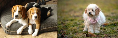 Beagle vs West Highland White Terrier - Breed Comparison