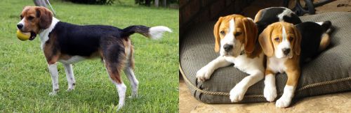 Beaglier vs Beagle - Breed Comparison