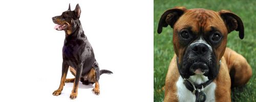 Beauceron vs Boxer - Breed Comparison