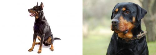 Beauceron vs Rottweiler