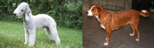 Bedlington Terrier vs Austrian Pinscher