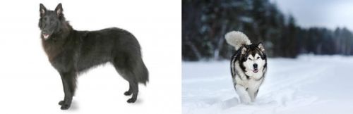 Belgian Shepherd vs Siberian Husky - Breed Comparison