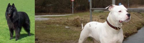 Belgian Shepherd Dog (Groenendael) vs Antebellum Bulldog - Breed Comparison
