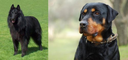 Belgian Shepherd Dog (Groenendael) vs Rottweiler - Breed Comparison