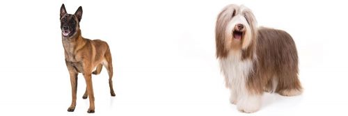 Belgian Shepherd Dog (Malinois) vs Bearded Collie - Breed Comparison