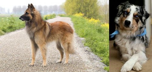 Belgian Shepherd Dog (Tervuren) vs Australian Collie - Breed Comparison