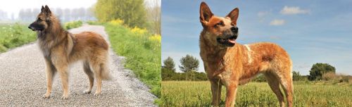 Belgian Shepherd Dog (Tervuren) vs Australian Red Heeler - Breed Comparison
