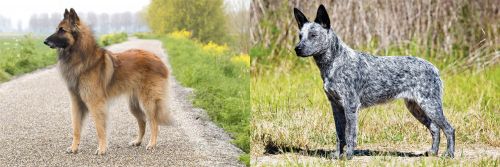 Belgian Shepherd Dog (Tervuren) vs Australian Stumpy Tail Cattle Dog - Breed Comparison
