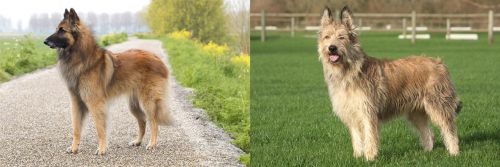 Belgian Shepherd Dog (Tervuren) vs Berger Picard - Breed Comparison