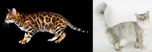 Bengal vs Asian Semi-Longhair - Breed Comparison