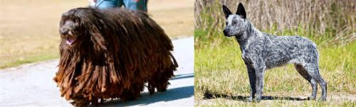 Bergamasco vs Australian Stumpy Tail Cattle Dog - Breed Comparison