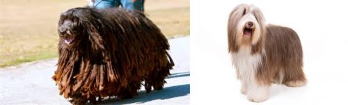 Bergamasco vs Bearded Collie - Breed Comparison