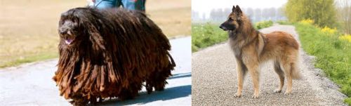 Bergamasco vs Belgian Shepherd Dog (Tervuren) - Breed Comparison