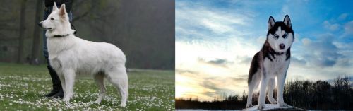 Berger Blanc Suisse vs Alaskan Husky - Breed Comparison