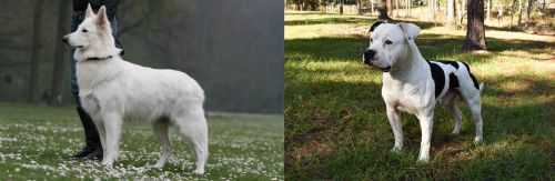 Berger Blanc Suisse vs American Bulldog - Breed Comparison
