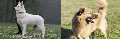 Berger Blanc Suisse vs Basque Shepherd - Breed Comparison