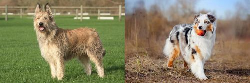 Berger Picard vs Australian Shepherd - Breed Comparison