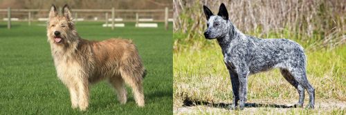 Berger Picard vs Australian Stumpy Tail Cattle Dog - Breed Comparison