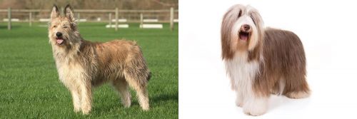 Berger Picard vs Bearded Collie - Breed Comparison