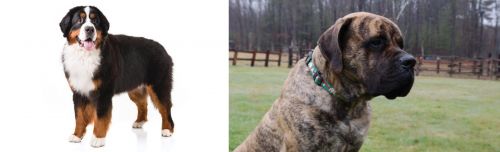 Bernese Mountain Dog vs American Mastiff - Breed Comparison