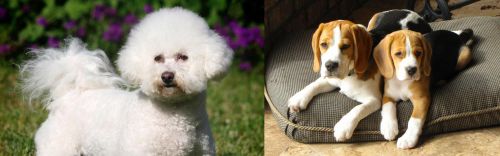 Bichon Frise vs Beagle - Breed Comparison