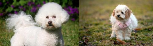 Bichon Frise vs West Highland White Terrier - Breed Comparison