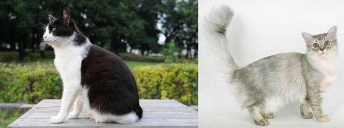 Bicolor vs Asian Semi-Longhair - Breed Comparison