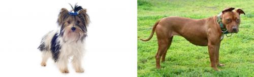 Biewer vs American Pit Bull Terrier