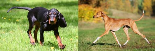 Black and Tan Coonhound vs Azawakh - Breed Comparison