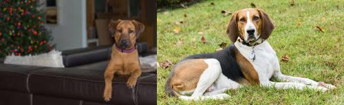 Black Mouth Cur vs American English Coonhound - Breed Comparison