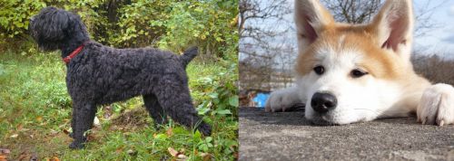 Black Russian Terrier vs Akita