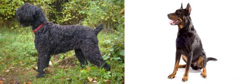Black Russian Terrier vs Beauceron - Breed Comparison