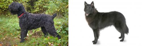 Black Russian Terrier vs Belgian Shepherd