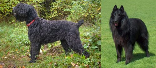 Black Russian Terrier vs Belgian Shepherd Dog (Groenendael)