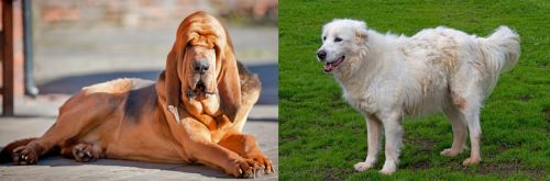 Bloodhound vs Abruzzenhund - Breed Comparison
