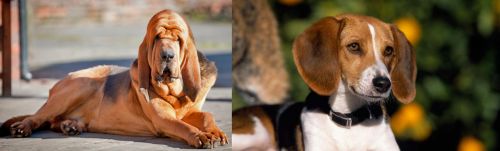 Bloodhound vs American Foxhound