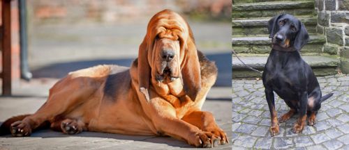 Bloodhound vs Austrian Black and Tan Hound - Breed Comparison
