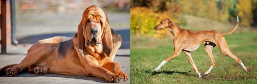 Bloodhound vs Azawakh