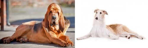 Bloodhound vs Borzoi - Breed Comparison
