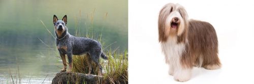 Blue Healer vs Bearded Collie - Breed Comparison