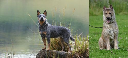 Blue Healer vs Belgian Shepherd Dog (Laekenois) - Breed Comparison