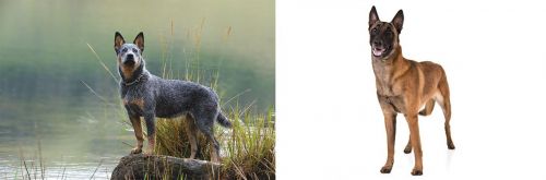 Blue Healer vs Belgian Shepherd Dog (Malinois) - Breed Comparison