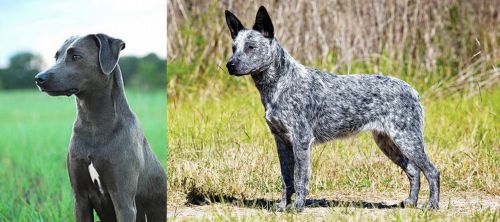 Blue Lacy vs Australian Stumpy Tail Cattle Dog - Breed Comparison