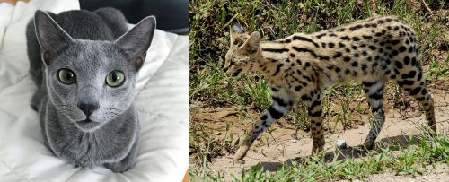 Blue Russian vs African Serval - Breed Comparison