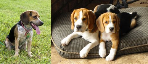 Bluetick Beagle vs Beagle Breed Comparison MyDogBreeds