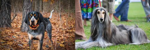 Bluetick Coonhound vs Afghan Hound