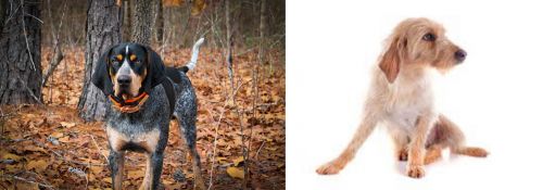 Bluetick Coonhound vs Basset Fauve de Bretagne - Breed Comparison