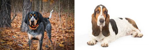 Bluetick Coonhound vs Basset Hound - Breed Comparison